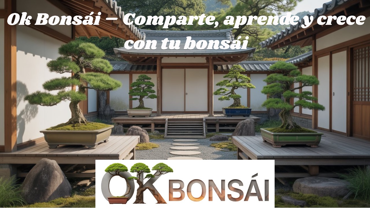 Ok Bonsai